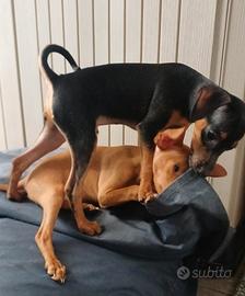 Pinscher nani