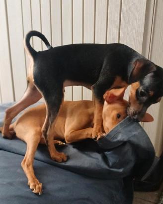 Pinscher nani