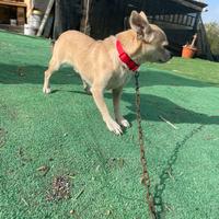 Chihuahua di un anno