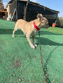 Chihuahua di un anno