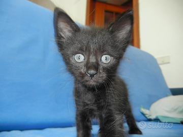 Gatti cuccioli neri e grigi, maschi e femmina