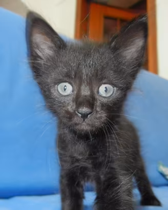Gatti cuccioli neri e grigi, maschi e femmina