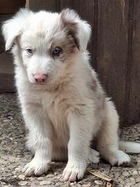 cuccioli border collie 