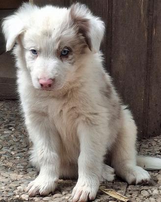 cuccioli border collie 