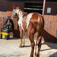 Cavallo Paint intero 5 anni