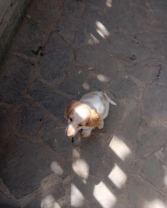 Cocker spaniel inglese