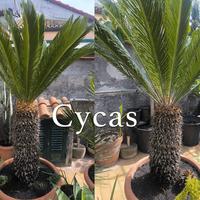 Piante di Cycas
