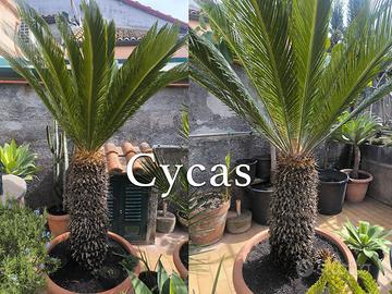Piante di Cycas