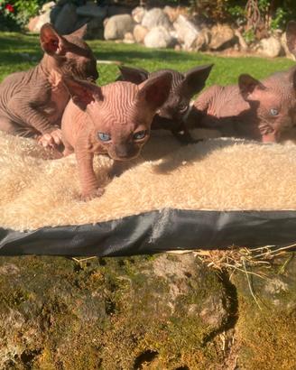 Gatti Sphynx cuccioli