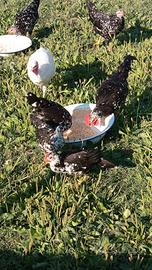 Galline Ancona