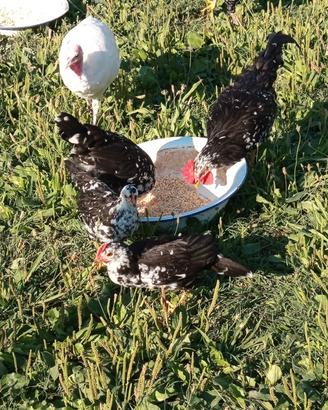 Galline Ancona