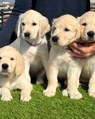 Prestigiosa Cucciolata di Golden Retriever 