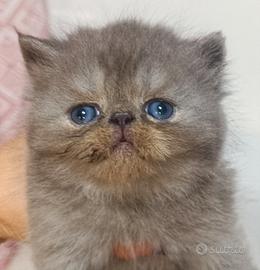 Gattini persiani