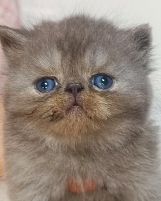 Gattini persiani