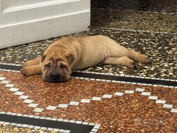 Cuccioli Sharpei