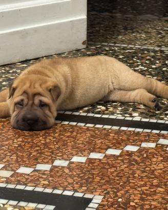 Cuccioli Sharpei