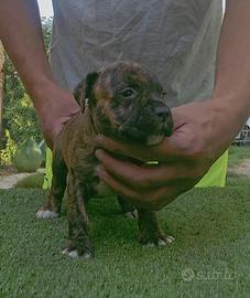 Pitbull