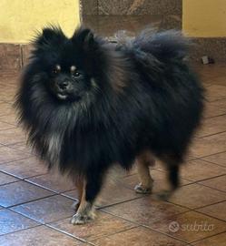 cane spitz nano