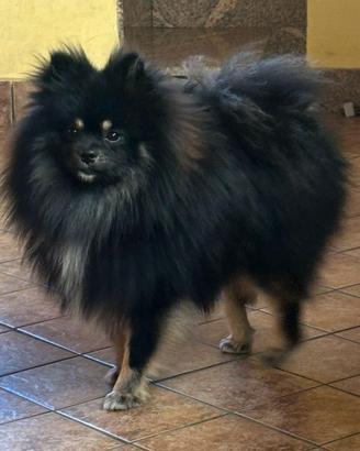 cane spitz nano