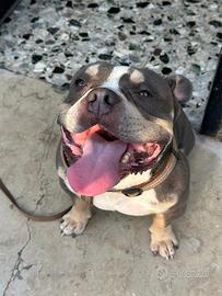 American Bully