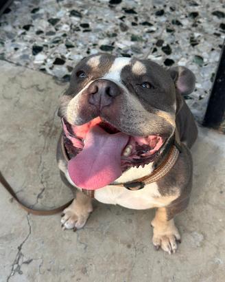 American Bully