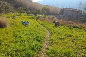 Terreno e rudere semiristrutturato