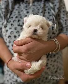 Pedigree per Maltesi