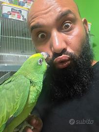 pappagallo parrot amazzone fronte gialla