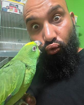 pappagallo parrot amazzone fronte gialla