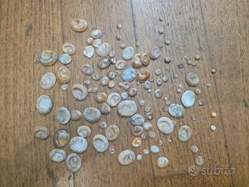 Occhi di Santa Lucia