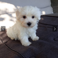 Maltese toy cuccioli