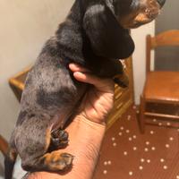Femmine pedigree ENCI 4 mesi