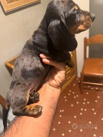 Femmine pedigree ENCI 4 mesi