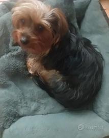 Yorkshire maschio per monta