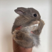 Coniglietti nani testa di leone