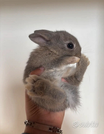 Coniglietti nani testa di leone