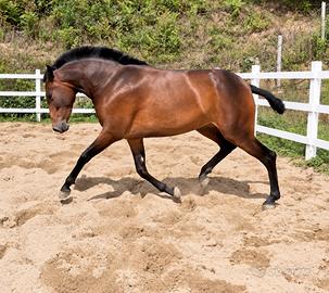 Cavalla spagnola pre