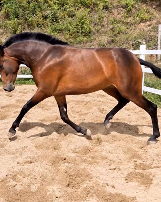 Cavalla spagnola pre