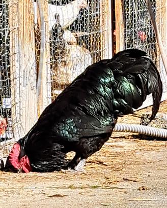 Pulcini Australorp