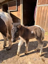 Pony shetland 2026