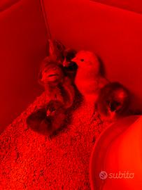 Pulcino EASTER EGGER