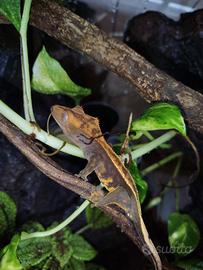 Geco Correlophus Ciliatus Harley Pinstripe