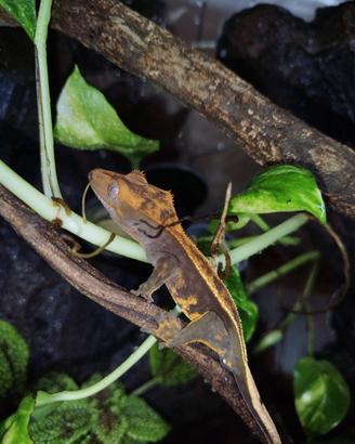 Geco Correlophus Ciliatus Harley Pinstripe