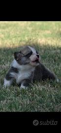 Cuccioli Welsh Corgi Pembroke