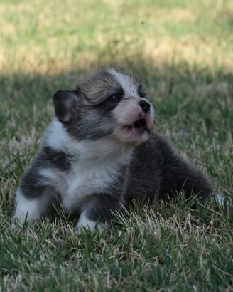 Cuccioli Welsh Corgi Pembroke