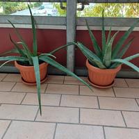pianta Aloe