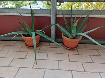 pianta Aloe