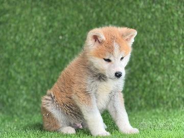 Akita inu