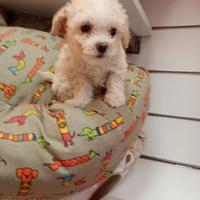 Il bacino ottone femmina