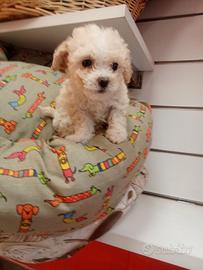 Il barboncino ottone femmina